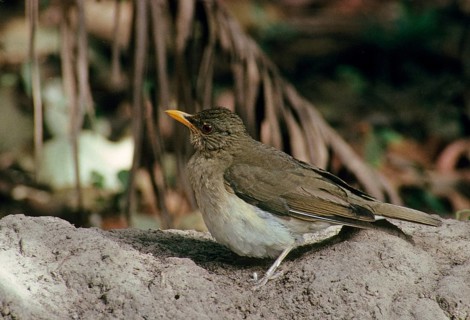 African thrush