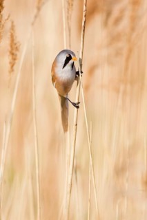 Bearded Tit