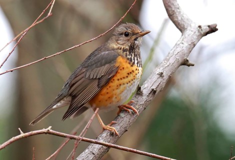 Grey-backed Thrush