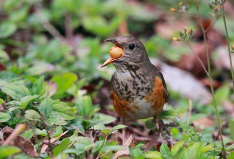 Grey-backed Thrush