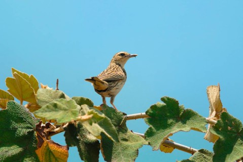 Nilgiri pipit