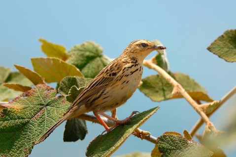 Nilgiri pipit