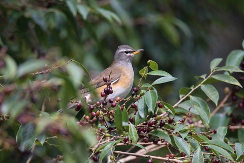 Eyebrowed Thrush