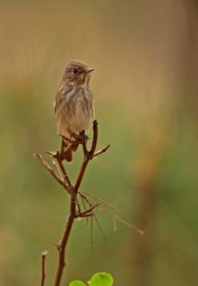 Sooty Flycatcher