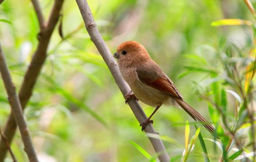 Vinous-throated Parrotbill