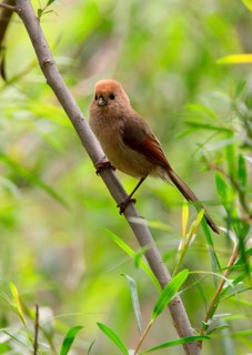 Vinous-throated Parrotbill