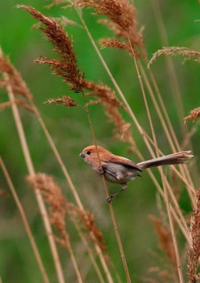 Vinous-throated Parrotbill