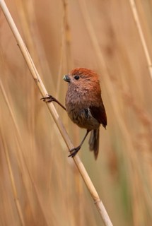 Vinous-throated Parrotbill