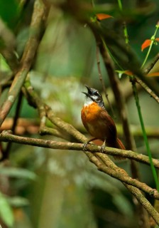 Spot-necked Babbler