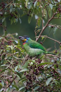 Chinese Barbet