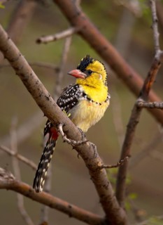Yellow-breasted barbet