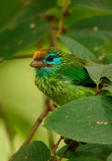 Yellow-fronted Barbet