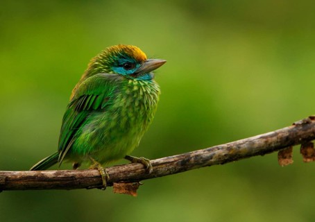 Yellow-fronted Barbet