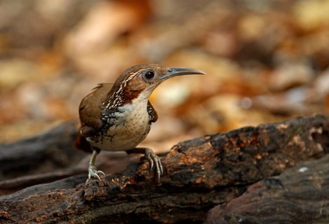 Large Scimitar-babbler