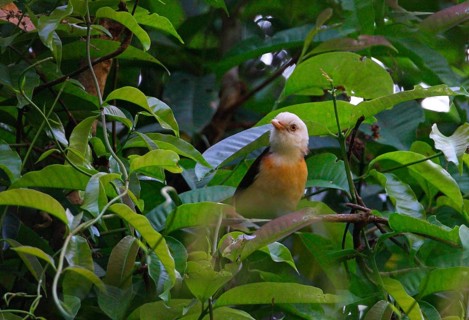 White-headed Scimitar Babbler