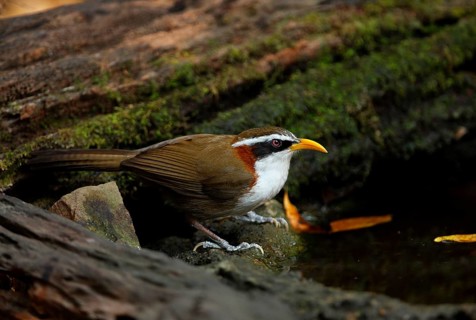 Adult white-browed scimitar babbler