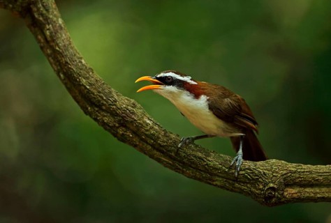 White-browed scimitar babbler