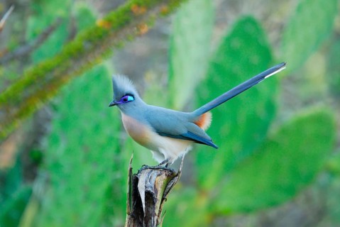 Crested coua