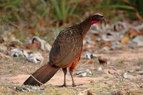 Chestnut-bellied guan