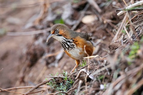 Black-streaked Scimitar-babbler