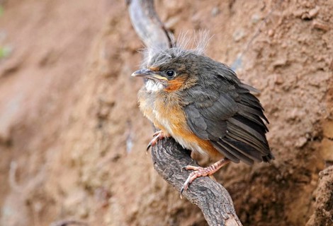Black-streaked Scimitar-babbler