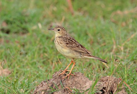 Yellow-spotted Pipit
