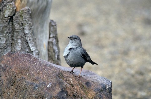Lead Finch