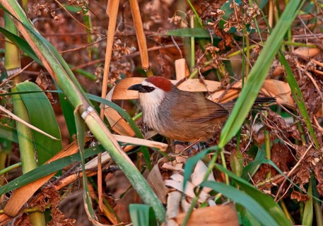 Chestnut-capped Scimitar Babbler