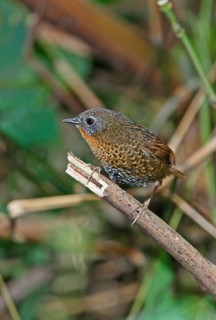 Rufous-throated Wren-babbler