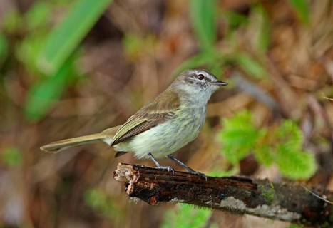 Jamaican Elaenia