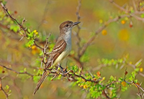 Haitian Crested Flycatcher