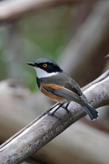 Cape Batis