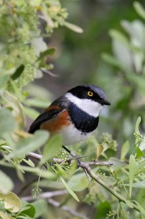 Cape Batis