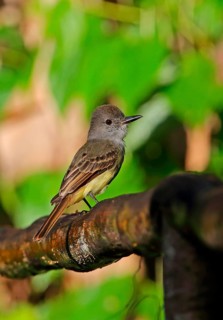 Lesser Antillean Flycatcher