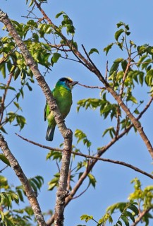 Green Barbet
