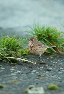 Pacific Pipit