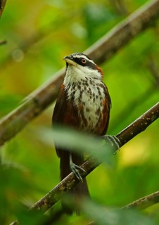 Taiwan Scimitar-babbler