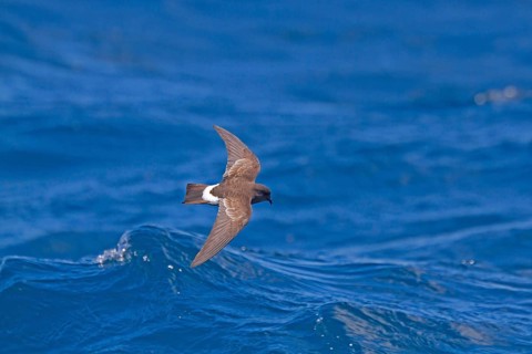 New Zealand Storm-petrel