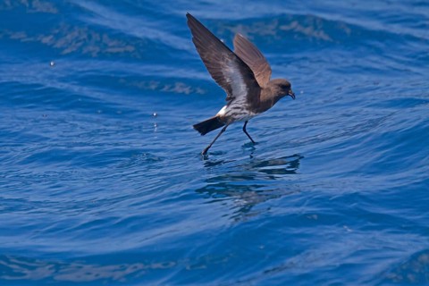 New Zealand Storm-petrel