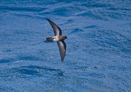 New Zealand Storm-petrel