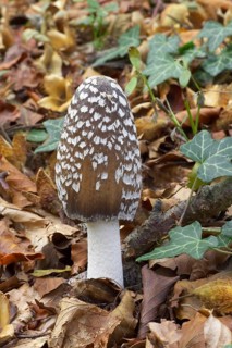 Coprinopsis picacea