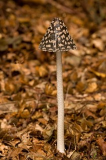 Fruiting body of coprinopsis picacea