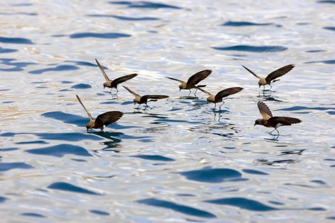 Elliot's Storm-Petrel