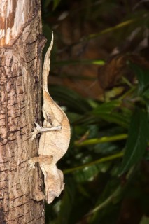 Fantastic satanic leaf tailed gecko