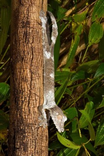 Leaf dwarf gecko