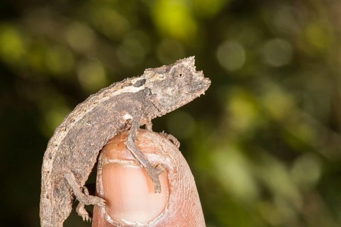 Malagasy dwarf chameleon