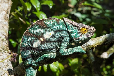 Parson's chameleon