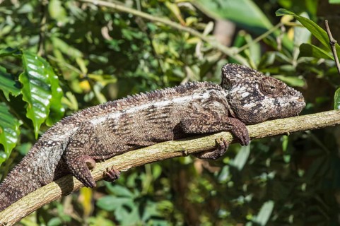Oustalet's or Malagasy malagasy giant chameleon