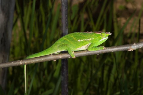 Tree-crowned chameleon