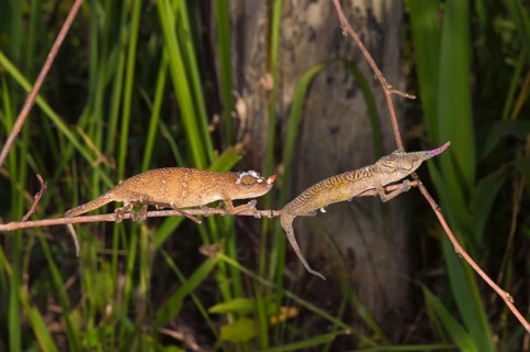 A pair of long-nosed chameleon